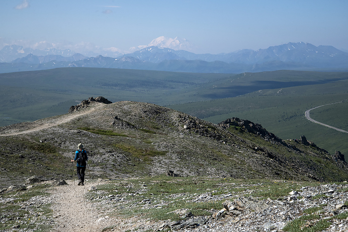View taken from behind of a nature woman hiker on the Savage Alpine Trail using hiking poles with views of Mt Denali in the background; Denali National Park, Alaska, United States of America, by Kenneth Whitten / Design Pics