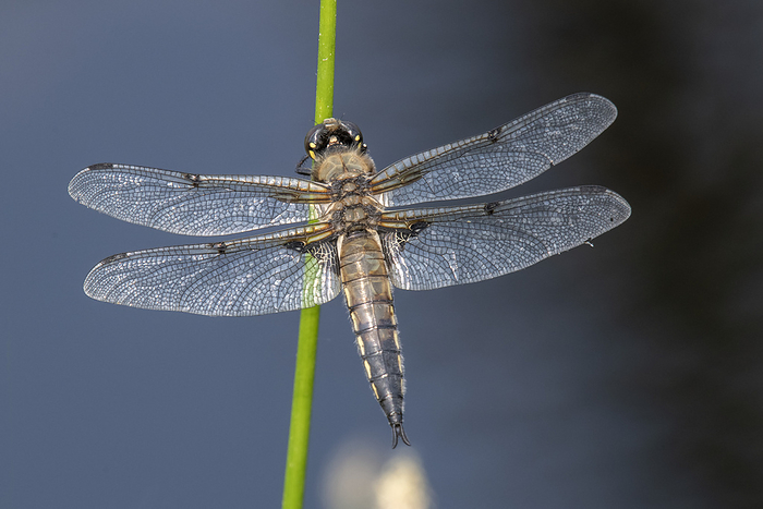 Close-up portrait of the four-spotted skimmer (Libellula quadrimaculata), the official Alaska State insect, at the University of Alaska Fairbanks in Fairbanks; Fairbanks, Alaska, United States of America, by Kenneth Whitten / Design Pics