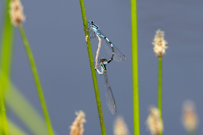 Close-up of a mating pair of Boreal Bluet Damselflies (Enallagma boreale) at the University of Alaska Fairbanks in Fairbanks; Fairbanks, Alaska, United States of America, by Kenneth Whitten / Design Pics