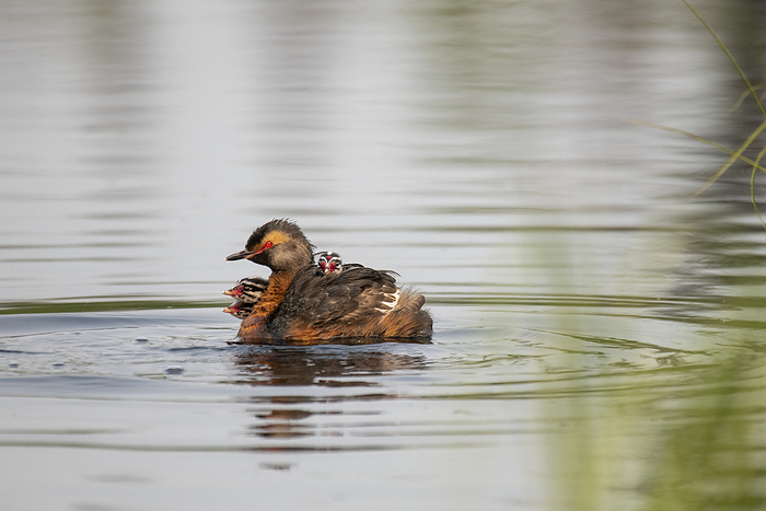 Horned Grebe (Podiceps auritus) with three chicks riding on its back swimming in a pond on the University of Alaska Fairbanks Campus; Fairbanks, Alaska, United States of America, by Kenneth Whitten / Design Pics