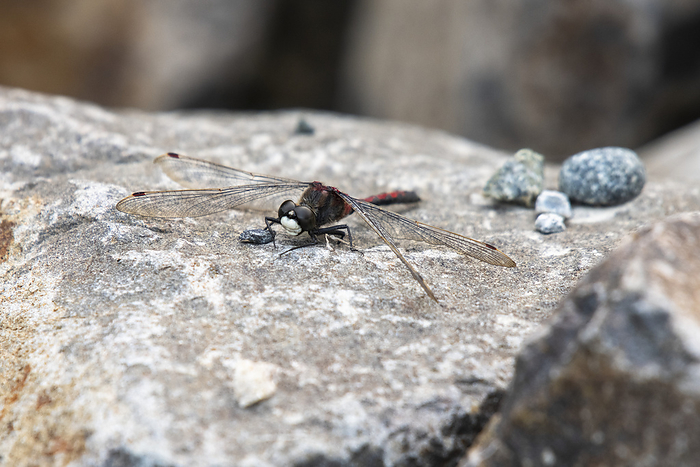 Close-up of a Boreal Whiteface Dragonfly (Leucorrhinia borealis) perched on a rock at the University of Alaska Fairbanks in Fairbanks; Fairbanks, Alaska, United States of America, by Kenneth Whitten / Design Pics