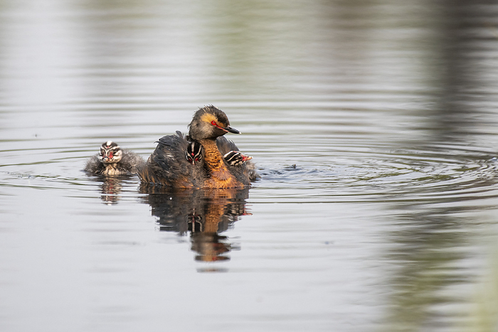 Horned Grebe (Podiceps auritus) with two chicks riding on its back and another following behind swims in a pond; Fairbanks, Alaska, United States of America, by Kenneth Whitten / Design Pics