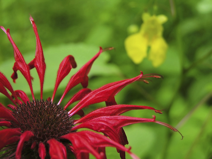 Red bee balm flower is in the foreground, pale jewelweed in the background, by Amy D. White / Design Pics
