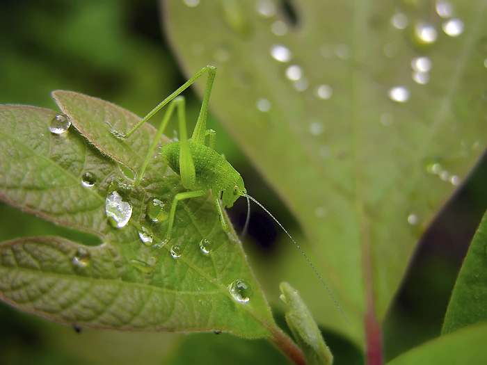 Bright green Katydid (Tettigoniidae ) rests between raindrops on a Sassafras leaf (Sassafras officinalis), by Amy D. White / Design Pics
