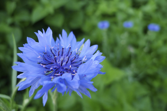 Close-up of a blue cornflower (Centaurea cyanus) in bloom, with green leaves creating the background, by Amy D. White / Design Pics