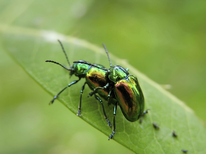 Two green iridescent Dogbane beetles (Chrysochus auratus) are caught in the act of mating, by Amy D. White / Design Pics