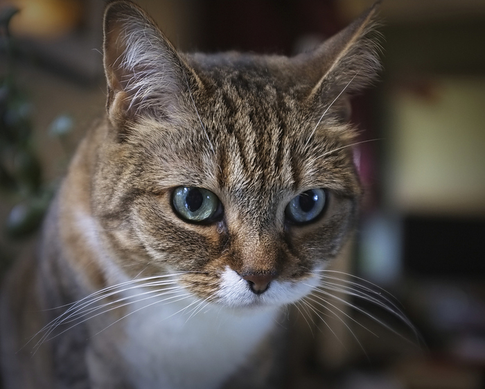 Close-up of a Tabby cat staring, by Al Petteway / Design Pics