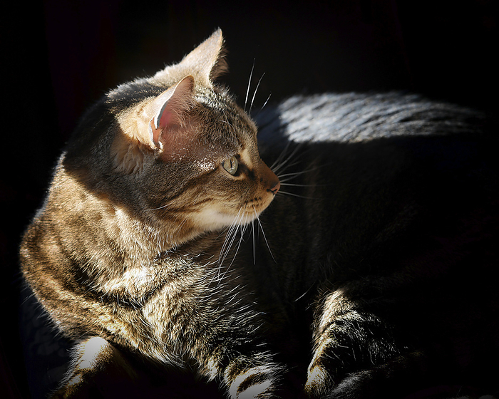 House cat basking in the sunlight, by Al Petteway / Design Pics