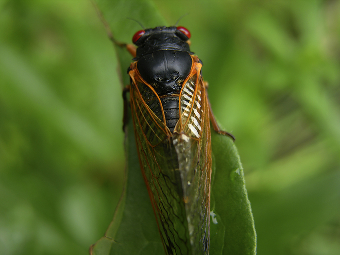 Extreme close-up of a Seventeen-year locust (Periodical cicadas), by Amy D. White / Design Pics