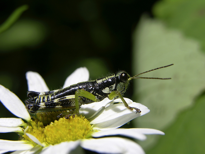 Grasshopper on a daisy, by Amy D. White / Design Pics