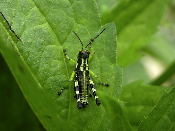 Grasshopper on a green leaf, by Amy D. White / Design Pics