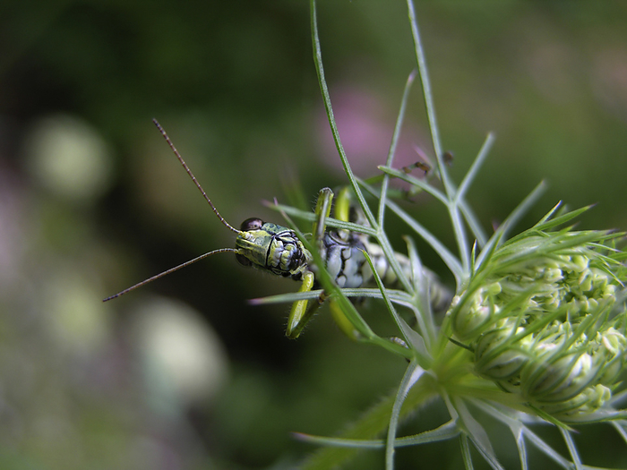 Grasshopper resting on a Queen Anne's lace flower (Daucus carota), by Amy D. White / Design Pics