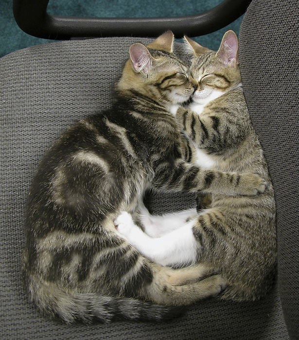 Two older tabby kittens sleeping in a chair seem to hug and kiss; Fairview, North Carolina, United States of America, by Amy D. White / Design Pics