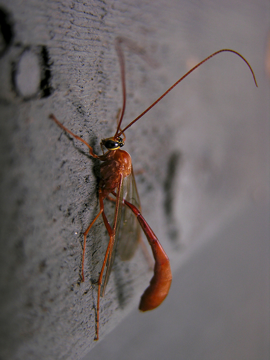 Unique red insect on a concrete surface, by Amy D. White / Design Pics