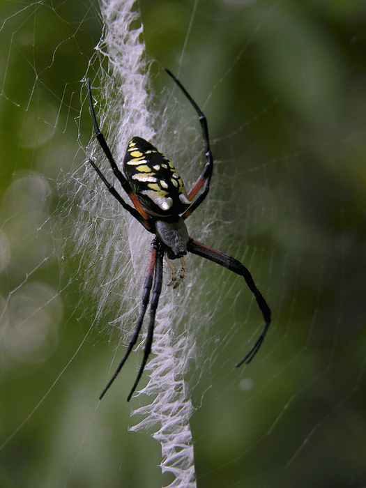 Black and yellow argiope spider (Argiope aurantia) spins a web; North Carolina, United States of America, by Amy D. White / Design Pics