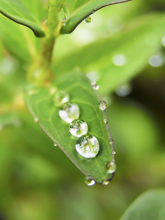 Round, jewel-like raindrops rest on a leaf of a St. John's Wort plant (hypericum graveolens), by Amy D. White / Design Pics