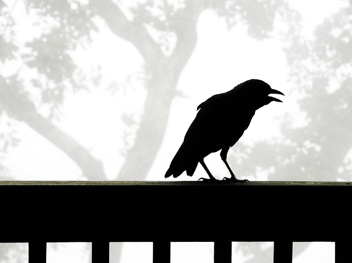 American crow (Corvus brachyrhynchos) is silhouetted against a grey sky with his beak open, by Amy D. White / Design Pics