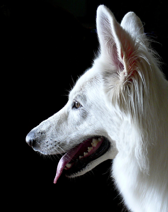 Profile head shot of a white German Shepherd dog, by Al Petteway / Design Pics