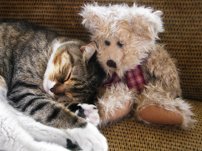 Cat snuggles up to a teddy bear to nap, by Amy D. White / Design Pics