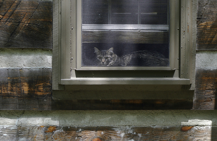 Cat sits inside the window at home, looking out through a screen and getting fresh air, by Amy D. White / Design Pics
