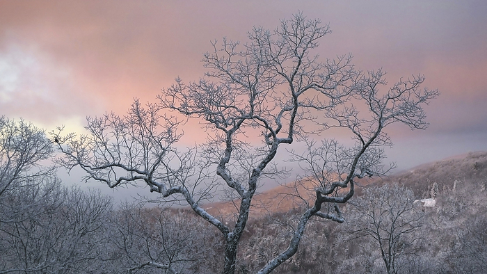 Frosty tree under a pink sunrise sky, by Amy D. White / Design Pics