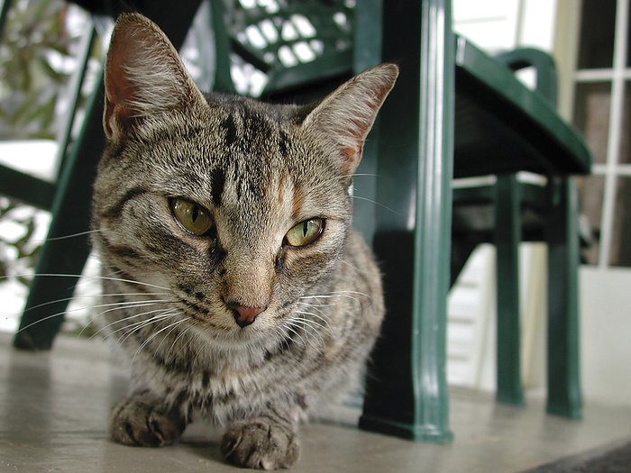 Domestic cat sitting under a garden chair, by Amy D. White / Design Pics
