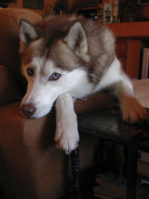Domesticated wolf (Canis lupus) lying on a chair in a home, by Amy D. White / Design Pics