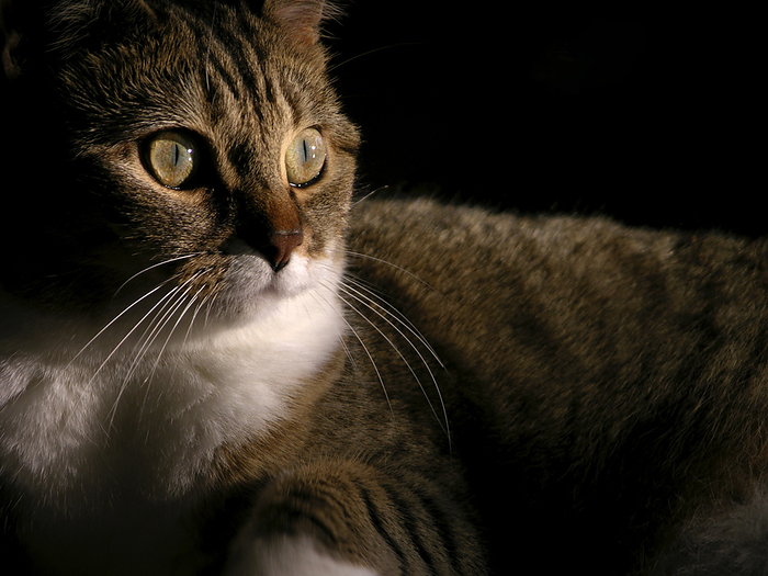 Portrait of a domestic cat, by Amy D. White / Design Pics