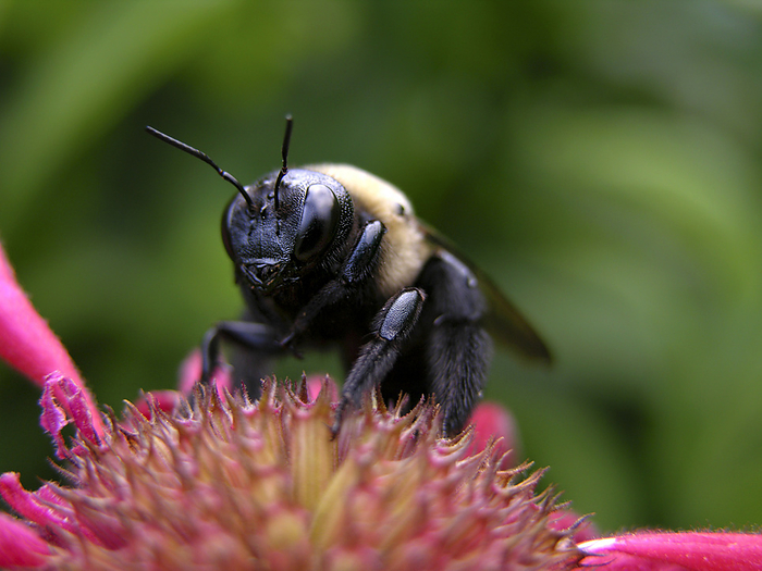 Bumblebee rests on a flower, by Amy D. White / Design Pics
