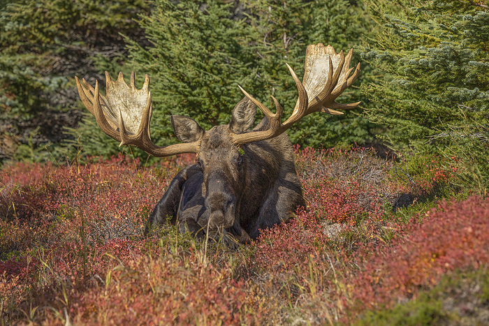 Portrait of a bull Moose (Alces alces) with antlers; Alaska, United States of America, by Phil Pringle / Design Pics
