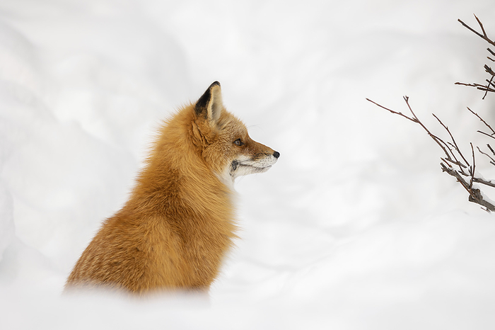 Portrait of a Red fox (Vulpes vulpes) sitting in snow; Alaska, United States of America, by Phil Pringle / Design Pics