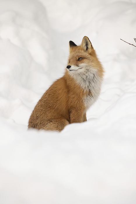 Portrait of a Red fox (Vulpes vulpes) sitting in the snow; Alaska, United States of America, by Phil Pringle / Design Pics