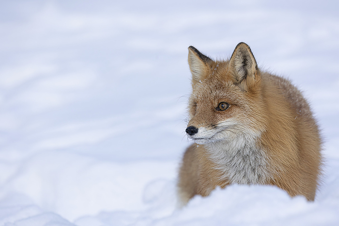 Portrait of a Red fox (Vulpes vulpes) in snow; Alaska, United States of America, by Phil Pringle / Design Pics