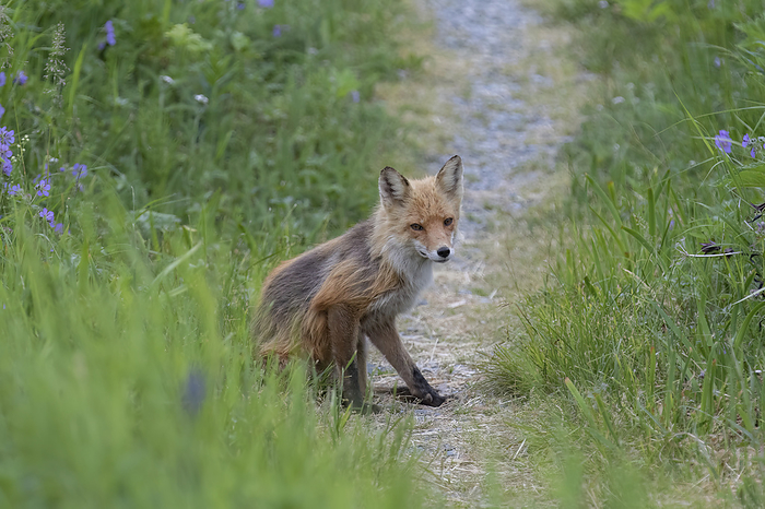 Portrait of a Red fox (Vulpes vulpes) sitting on a path surrounded by grasses and wildflowers; Alaska, United States of America, by Phil Pringle / Design Pics