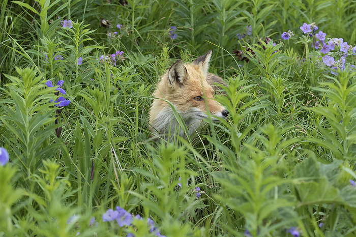 Portrait of a Red fox (Vulpes vulpes) standing alert in grasses and wildflowers; Alaska, United States of America, by Phil Pringle / Design Pics
