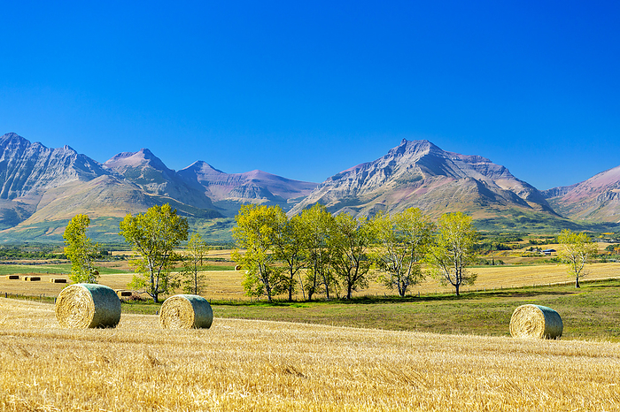 Large round hay bales in a cut golden field with a line of trees, mountain range and blue sky in the background, West of Longview, Alberta; Alberta, Canada, by Michael Interisano / Design Pics