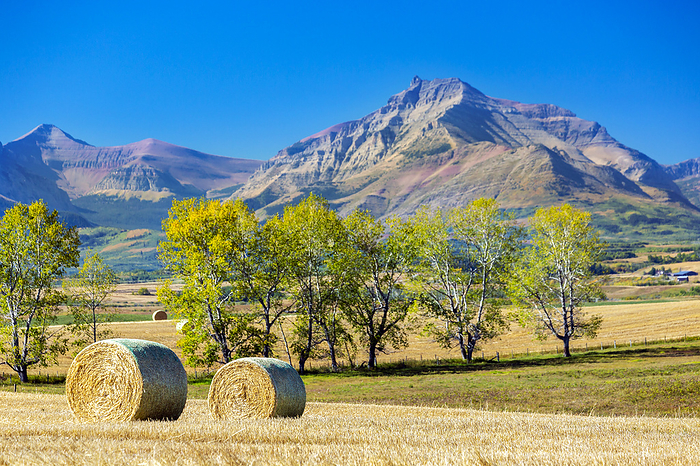 Large round hay bales in a cut golden field with a line of trees, mountain range and blue sky in the background, West of Longview, Alberta; Alberta, Canada, by Michael Interisano / Design Pics