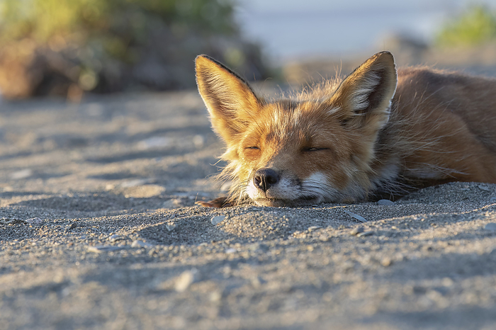 Red fox (Vulpes vulpes) lays on sand basking in warm sunlight with its eyes closed; Alaska, United States of America, by Phil Pringle / Design Pics