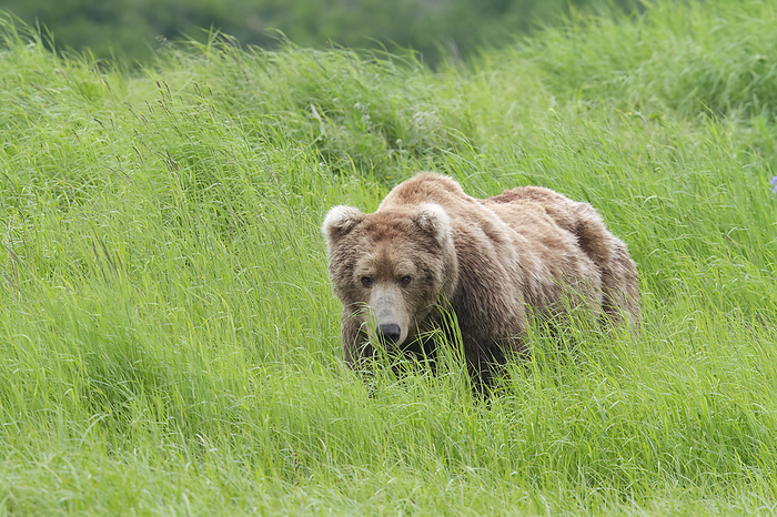 Portrait of a Brown bear (Ursus arctos) in tall grasses in Alaska; Alaska, United States of America, by Phil Pringle / Design Pics