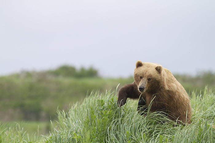 Portrait of a Brown bear (Ursus arctos) sitting in tall grasses, with one paw raised; Alaska, United States of America, by Phil Pringle / Design Pics