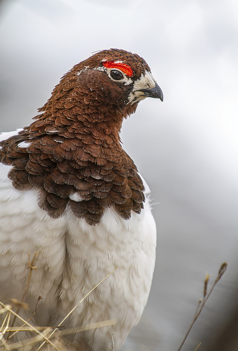 Close-up portrait of a Rock ptarmigan (Lagopus muta) with white plumage for winter; Alaska, United States of America, by Phil Pringle / Design Pics