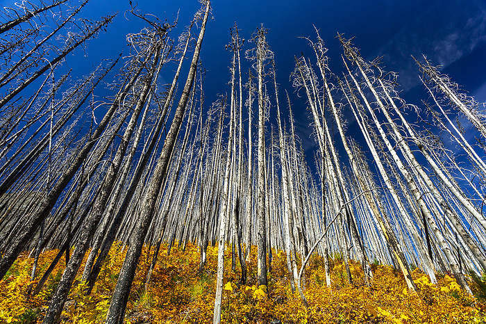 Dramatic low angle view of a hillside of a burnt forest with colourful fall undergrowth and blue sky in Waterton Lakes National Park; Waterton, Alberta, Canada, by Michael Interisano / Design Pics
