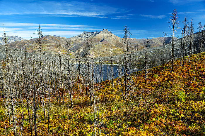 Burned forest with colourful undergrowth with an alpine lake, mountain and blue sky in the background, in Waterton Lakes National Park; Waterton, Alberta, Canada, by Michael Interisano / Design Pics