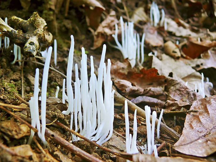 Close-up of bright white stalks of fungi growing on forest floor, by Amy D. White / Design Pics