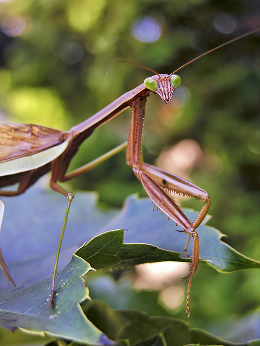 Praying Mantis resting on a plant, by Amy D. White / Design Pics