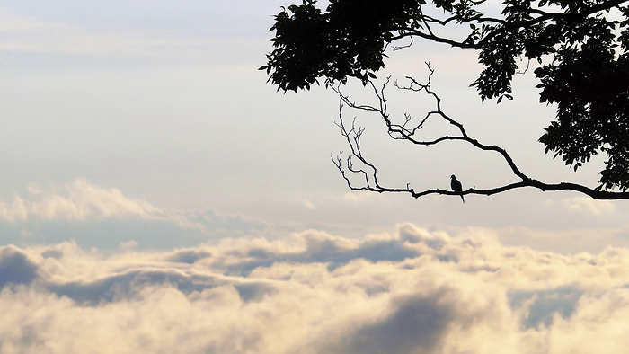 Mourning dove (Zenaida macroura) rests in silhouette on a tree branch overlooking an ocean of clouds; Weaverville, North Carolina, United States of America, by Amy D. White / Design Pics
