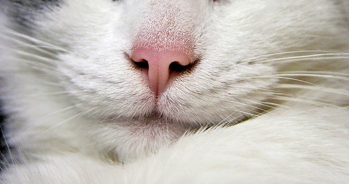 Close-up of a domestic cat's muzzle, by Amy D. White / Design Pics