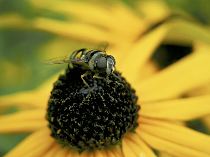 Bee resting on a Black-eyed susan blossom (Rudbeckia hirta), by Amy D. White / Design Pics