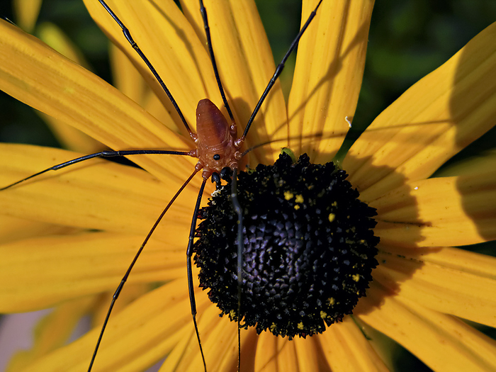 Brown daddy longlegs spider on a Black-eyed susan petal (Rudbeckia hirta); North Carolina, United States of America, by Amy D. White / Design Pics