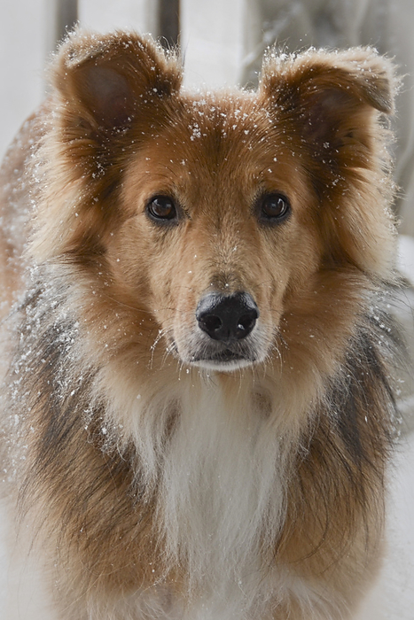 Close-up portrait of a dog covered in snowflakes, by Al Petteway / Design Pics